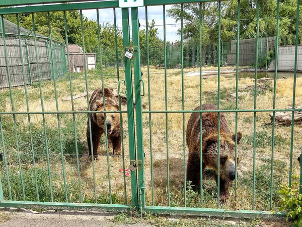 Zwei Braunbären Zoo Von Oradea Rumänien — Stockfoto