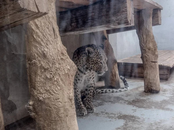 Леопард Зоопарке Орадея Румыния — стоковое фото