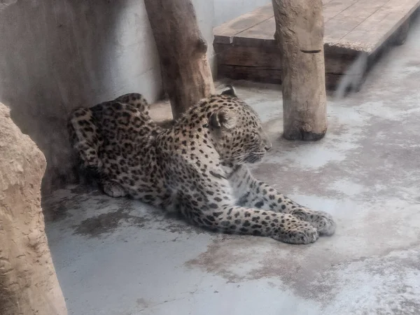 Leopard Oradea Zoo Romania — 스톡 사진