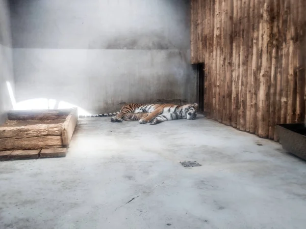 Женщина Тигр Спит Своим Детенышем Зоопарке Орадея Румыния — стоковое фото