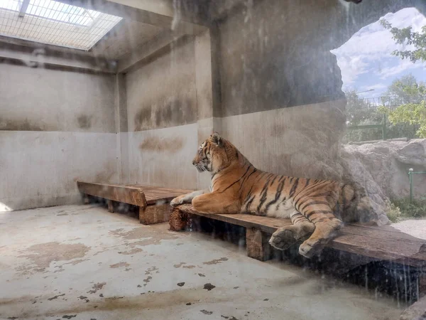 Сибирский Тигр Зоопарке Орадея Румыния — стоковое фото