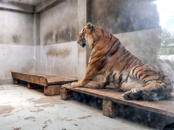 Сибирский Тигр Зоопарке Орадея Румыния — стоковое фото