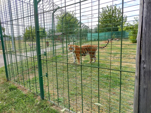 Siberian Tiger Oradea Zoo Romania — Stock Fotó