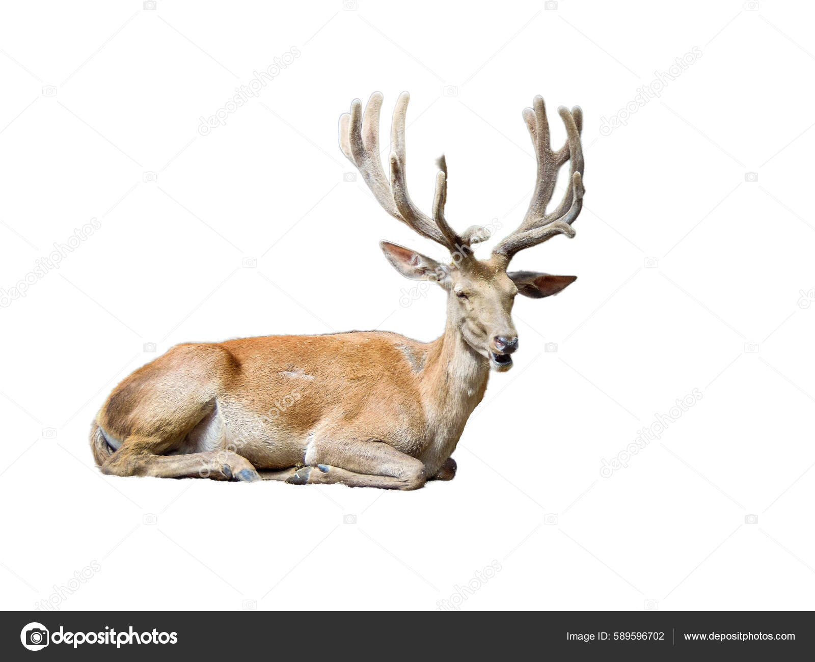 Imagens de Tayler buck sem royalties | DepositPhotos, image size:1600x1300