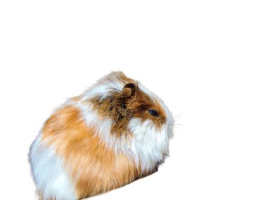 Beyaz arka planda izole edilmiş kobay faresi