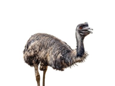 Beyaz arka plan üzerinde izole emu