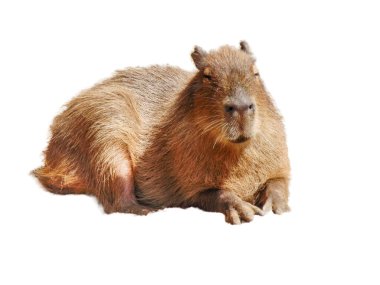 Capybara beyaz arkaplanda izole