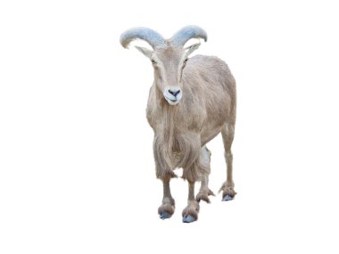 Beyaz arkaplanda Berberi koyunları (Ammotragus lervia) izole edildi