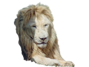 Aslan beyaz arkaplanda izole
