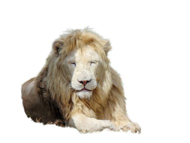 Aslan beyaz arkaplanda izole