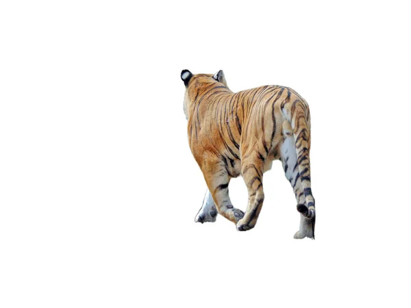 Sibirischer Tiger Isoliert Auf Weißem Hintergrund — Stockfoto