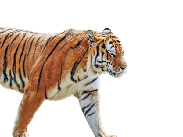 Tigre Sibérien Isolé Sur Fond Blanc — Photo