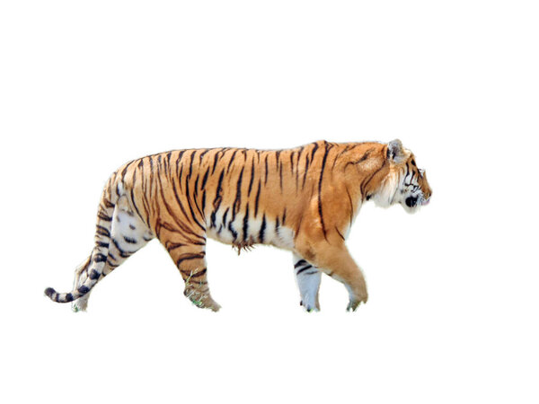 Сибирский тигр изолирован на белом фоне
