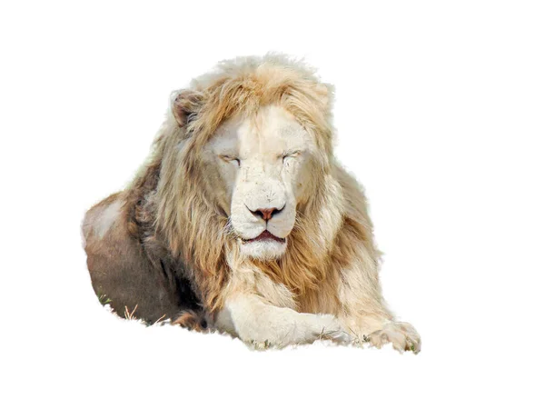 Lion Isolé Sur Fond Blanc — Photo