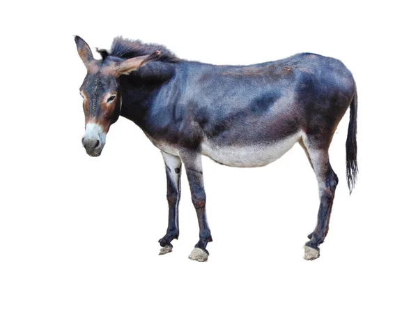 Burro Aislado Sobre Fondo Blanco — Foto de Stock