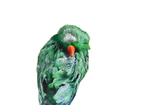 ⬇ Скачать Картинки Птички Нарисованные Карандашом, Стоковые Фото.