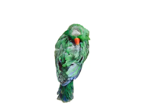 Green Alexandrine Parrot Isolated White — Stockfoto
