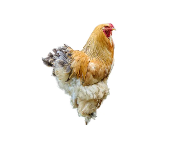 Brahma Hen Isolated White Background — Stock Photo, Image