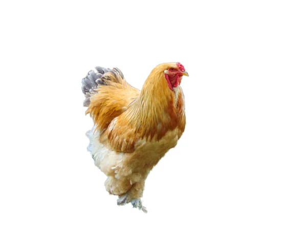 Brahma Hen Isolated White Background — 스톡 사진