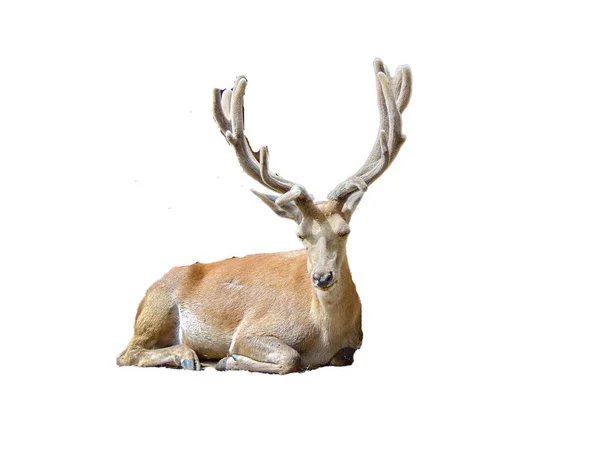 Carpathian Deer Isolated White Background — Fotografia de Stock
