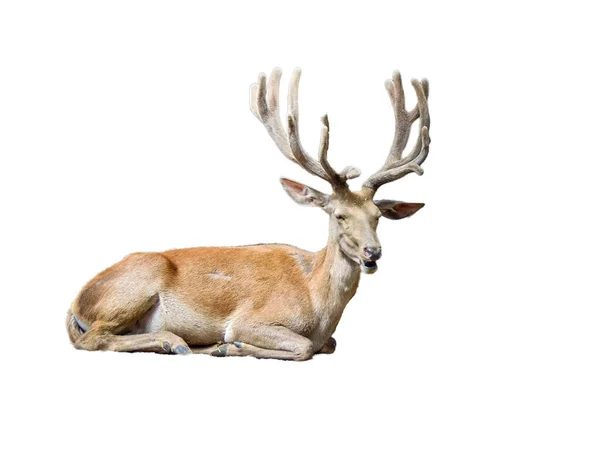 Carpathian Deer Isolated White Background —  Fotos de Stock