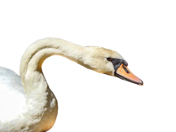 Cisne Aislado Sobre Fondo Blanco —  Fotos de Stock