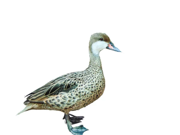 孤立在白色背景上的鸭 — 图库照片