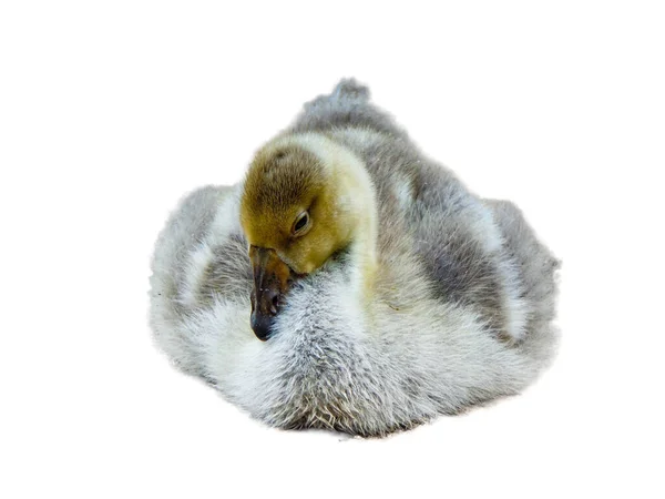 Little Toulouse Goose Isolated White Background — Fotografia de Stock