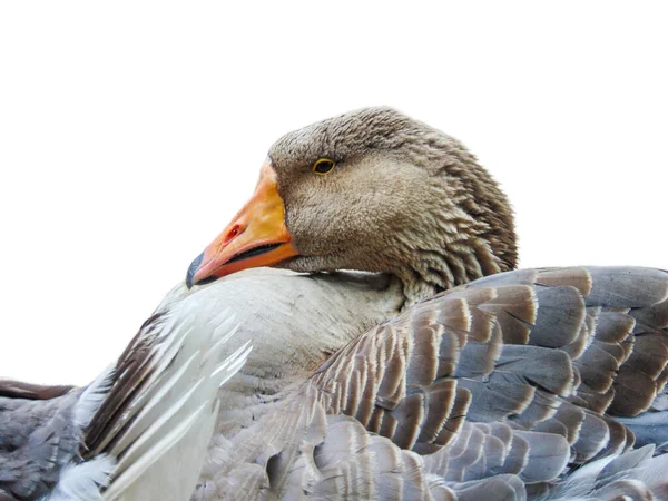 Toulouse Goose Anser Anser Domesticus Isolated White Background — Φωτογραφία Αρχείου