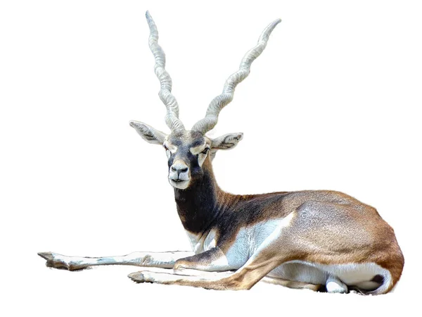 Antelope Σπείρα Κέρατα Απομονώνονται Λευκό — Φωτογραφία Αρχείου