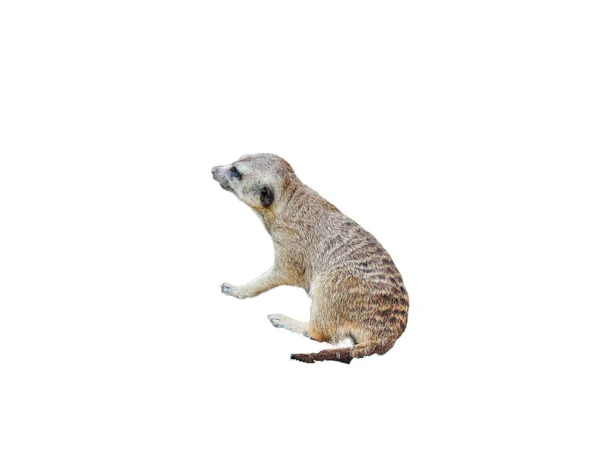 Meerkat 배경에 — 스톡 사진