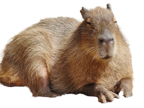 Capybara Isolerad Vit Bakgrund — Stockfoto