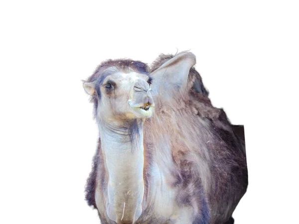 Καμήλα Που Απομονώνονται Λευκό Φόντο — Φωτογραφία Αρχείου