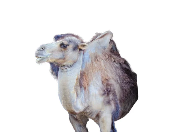 Верблюд Ізольований Білому Тлі — стокове фото