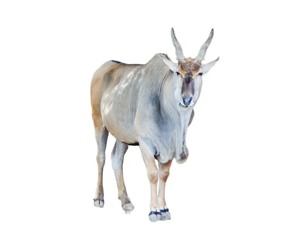 Antylopa Eland Taurotragus Oryx Białym Tle — Zdjęcie stockowe