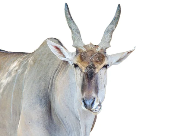 Jávorantilop Antilop Taurotragus Oryx Elszigetelt Fehér Background — Stock Fotó