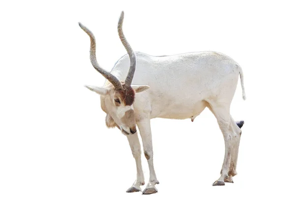 Addax Antilope Addax Nasomaculatus Geïsoleerd Witte Achtergrond — Stockfoto