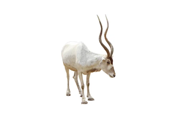 Addax Antilop Addax Nasomaculatus Fehér Alapon Izolálva — Stock Fotó