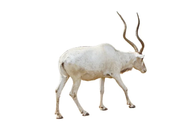 Addax Antelope Addax Nasomaculatus Isolated White Background — 스톡 사진