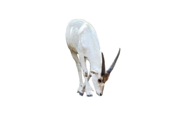 Addax Antelope Addax Nasomaculatus Isolated White Background — Fotografia de Stock