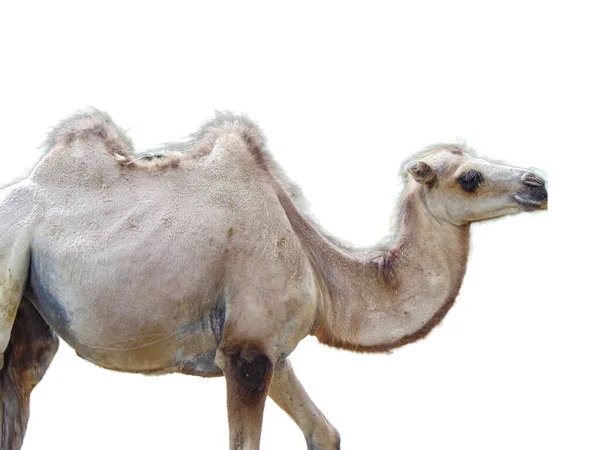 Camelo Isolado Sobre Fundo Branco — Fotografia de Stock
