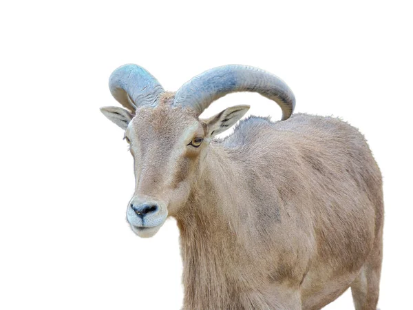 Barbary Sheeps Ammotragus Lervia Isolated White Background — Stock fotografie