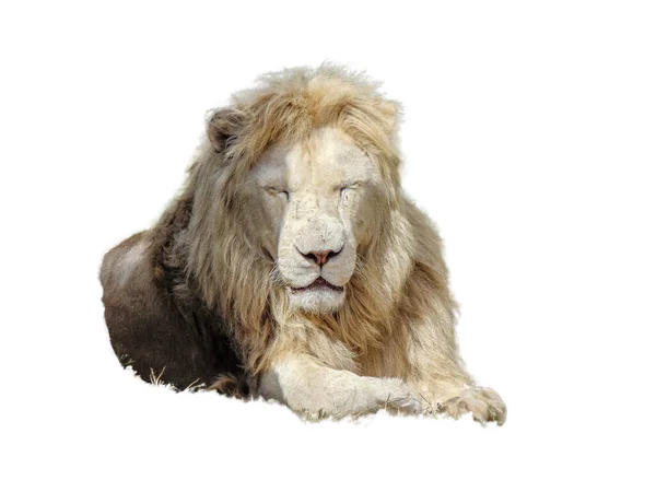 Lev Izolované Bílém Pozadí — Stock fotografie