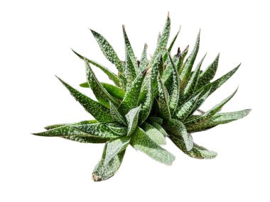 dantel aloe bitkisi beyaz üzerine izole