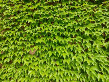 Boston-ivy (Parthenocissus tricuspidata) plant