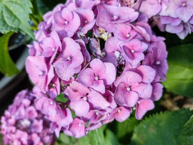 Yazın ortanca çiçeği. Yakın çekim.