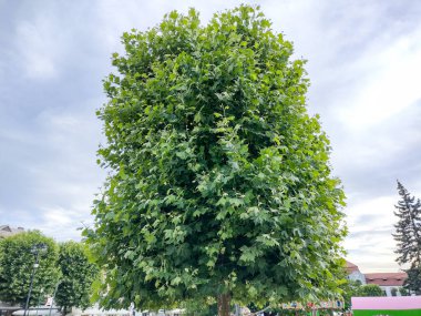 Baia Mare şehrindeki uçak ağacı. Platanus oksidentalis.