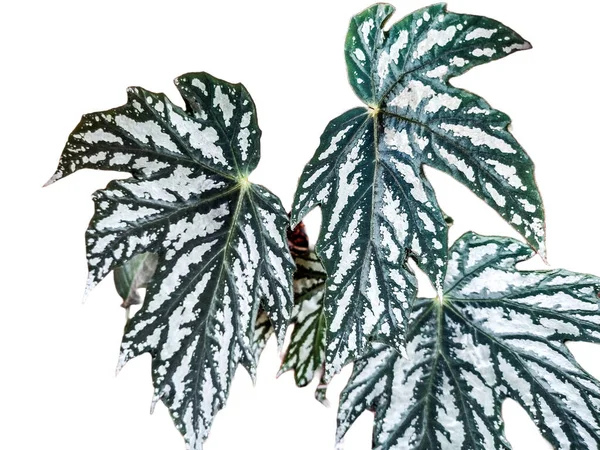 Cuban Holly Begonia Plant Closeup View — 스톡 사진