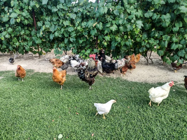Chickens Rooster Farm Romania — Stockfoto