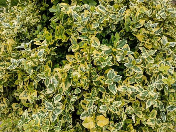 Climbing Euonymus Euonymus Fortunei Plant —  Fotos de Stock